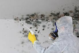 Best Mold Damage Restoration  in Gonzales, TX